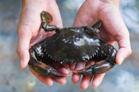 Best crab seafood