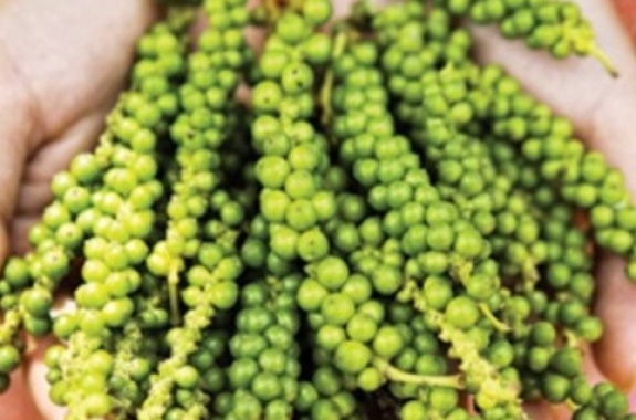 Kampot Green pepper