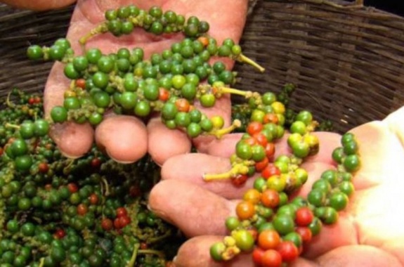 kampot green pepper
