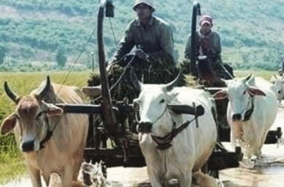 ox-cart, exclusivecambodiatravel.com